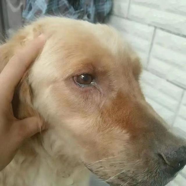 犬瘟怎么治疗(犬瘟可以自愈吗)-警犬训练器材厂家 _警犬训练用品_工作犬训练用品-南京开久警犬装备