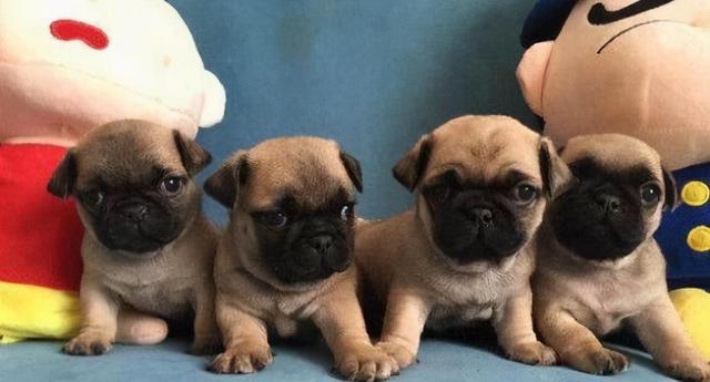 巴哥犬价格是多少(上海巴哥犬价格)-警犬训练器材厂家 _警犬训练用品_工作犬训练用品-南京开久警犬装备