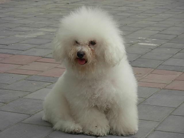 世界上最贵狗是什么狗(世界上最丑的狗是什么品种) - 警犬训练器材厂家 _警犬训练用品_工作犬训练用品-南京开久警犬装备-警犬训练器材厂家 _警犬训练用品_工作犬训练用品-南京开久警犬装备