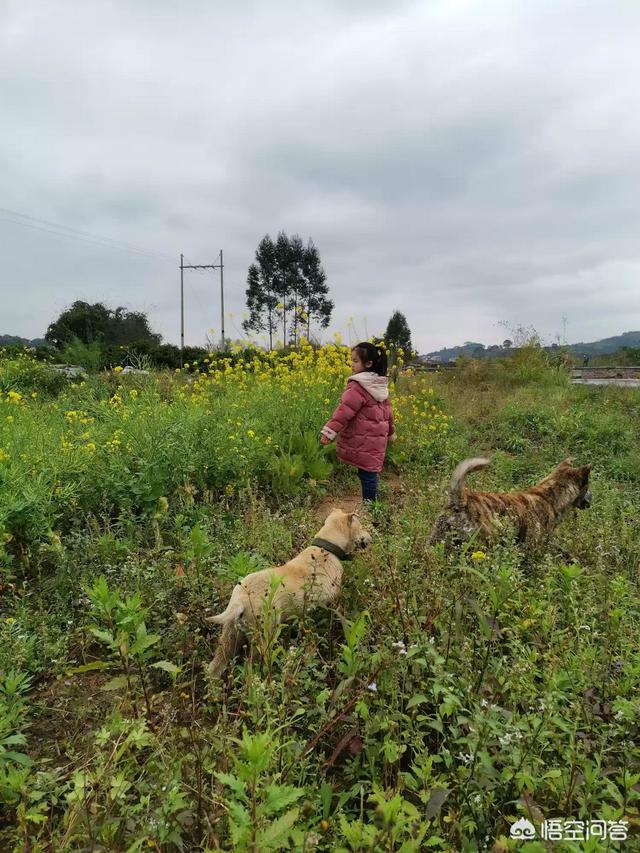 金毛替主人卖狗娃，金毛轮胎主人靠狗 ***-警犬训练器材厂家 _警犬训练用品_工作犬训练用品-南京开久警犬装备
