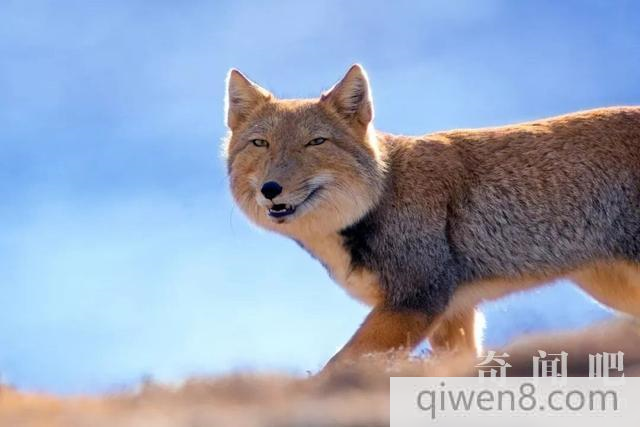 像狐狸的狗(梦到像狐狸的狗)-警犬训练器材厂家 _警犬训练用品_工作犬训练用品-南京开久警犬装备