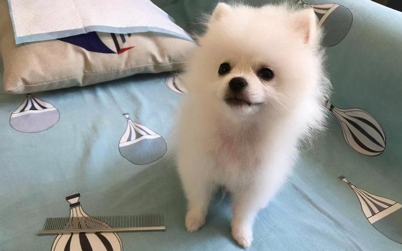 博美犬重12斤了是博美犬吗-警犬训练器材厂家 _警犬训练用品_工作犬训练用品-南京开久警犬装备