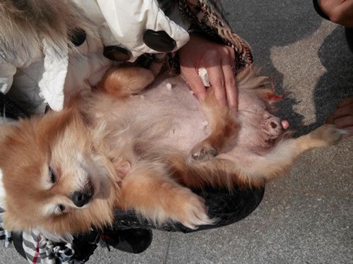 狗子宫蓄脓死前症状(狗子宫蓄脓术后容易死吗)-警犬训练器材厂家 _警犬训练用品_工作犬训练用品-南京开久警犬装备