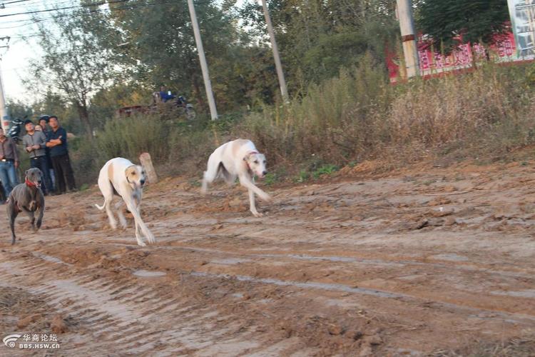 怎样训练狗撵兔(怎样训练狗咬指定的人)-警犬训练器材厂家 _警犬训练用品_工作犬训练用品-南京开久警犬装备