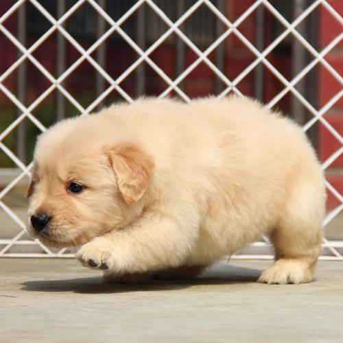 金毛犬幼犬大概是多少钱萌宠(金毛犬多少钱一只幼犬)-警犬训练器材厂家 _警犬训练用品_工作犬训练用品-南京开久警犬装备