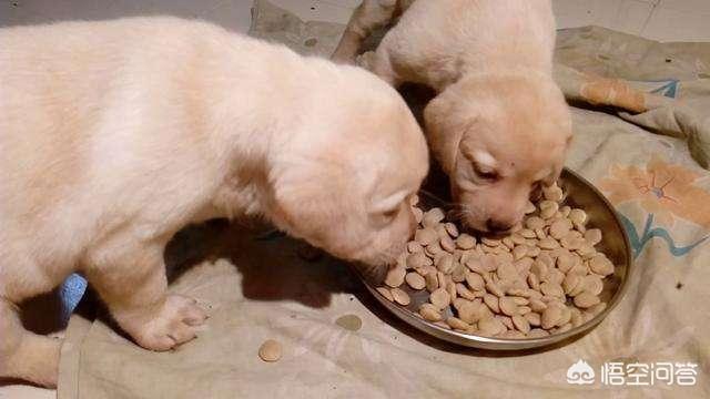 怎么买狗？在哪里买狗 - 警犬训练器材厂家 _警犬训练用品_工作犬训练用品-南京开久警犬装备-警犬训练器材厂家 _警犬训练用品_工作犬训练用品-南京开久警犬装备