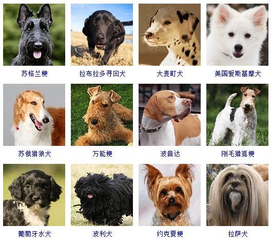 给宠物狗起名字(给宠物狗起名字物语在骂人)-警犬训练器材厂家 _警犬训练用品_工作犬训练用品-南京开久警犬装备