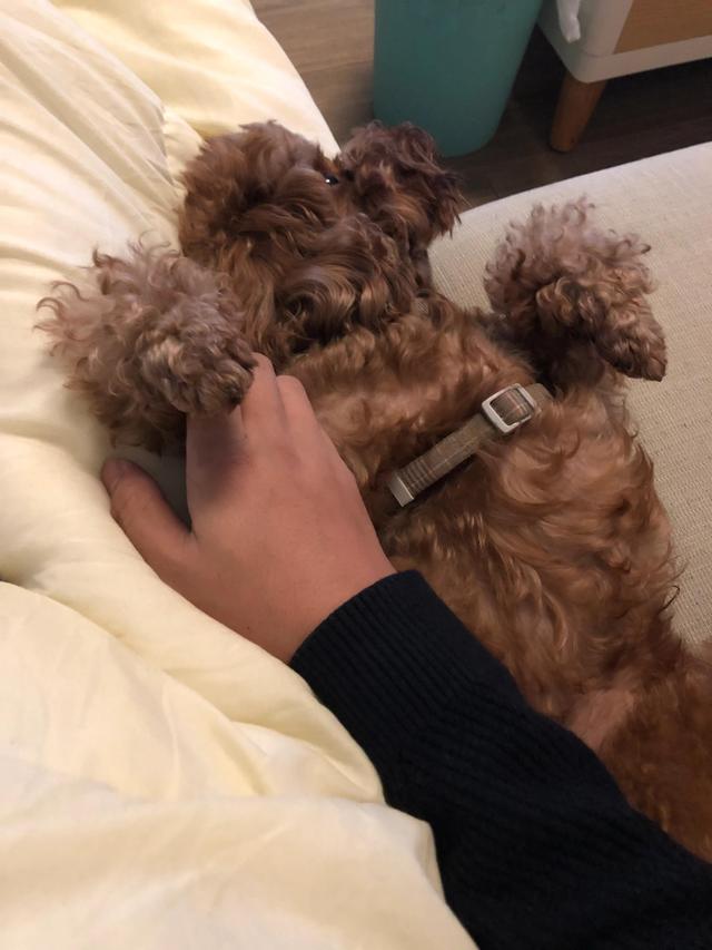 狗一天带下去两次尿-警犬训练器材厂家 _警犬训练用品_工作犬训练用品-南京开久警犬装备