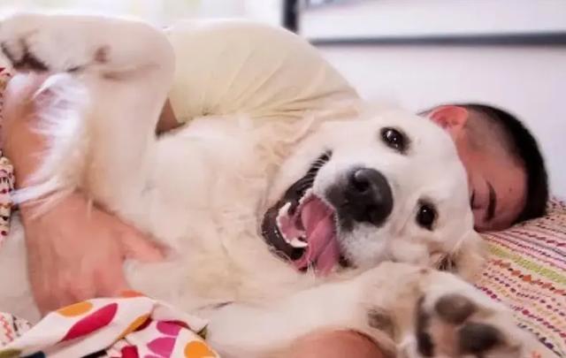 昨晚太想了睡不着就和我家狗(昨晚太想了睡不着就和我家狗 *** )-警犬训练器材厂家 _警犬训练用品_工作犬训练用品-南京开久警犬装备