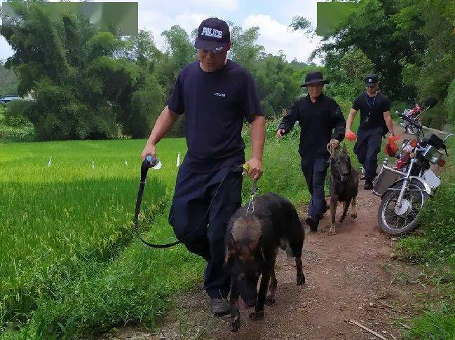 一级功勋犬牺牲(国家一级功勋犬有哪些)-警犬训练器材厂家 _警犬训练用品_工作犬训练用品-南京开久警犬装备