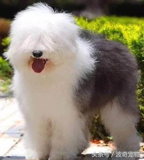 狗狗种类(宠物狗品种大全及 *** )-警犬训练器材厂家 _警犬训练用品_工作犬训练用品-南京开久警犬装备