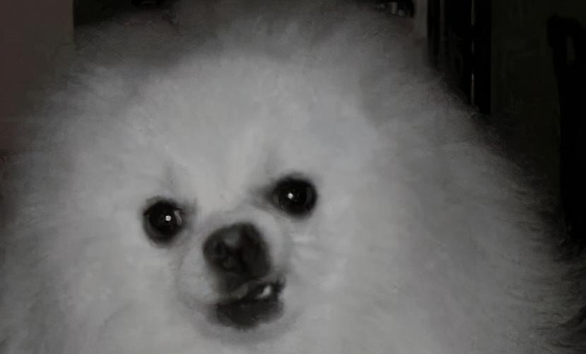 迷你博美犬多少钱一只迷你博美犬价格盘点-警犬训练器材厂家 _警犬训练用品_工作犬训练用品-南京开久警犬装备