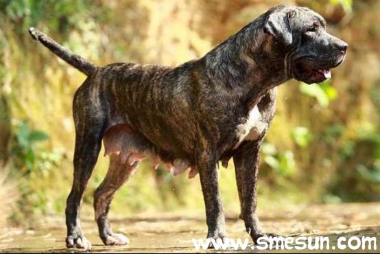 全部名犬排名(名犬排名犬排行榜前十名 *** )-警犬训练器材厂家 _警犬训练用品_工作犬训练用品-南京开久警犬装备