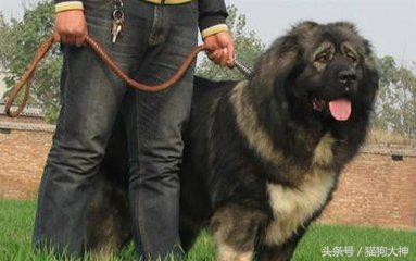 好加索犬和藏獒谁厉害-警犬训练器材厂家 _警犬训练用品_工作犬训练用品-南京开久警犬装备