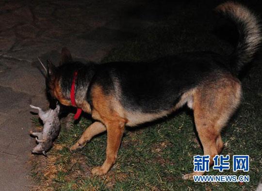 狗咬耗子(狗咬耗子的歇后语)-警犬训练器材厂家 _警犬训练用品_工作犬训练用品-南京开久警犬装备