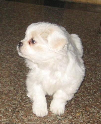 京巴狗多少钱一只，狗最便宜多少钱一只-警犬训练器材厂家 _警犬训练用品_工作犬训练用品-南京开久警犬装备