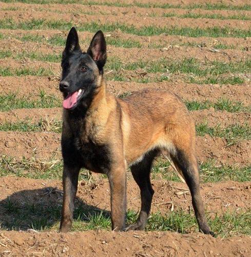 马犬多少钱一只，马犬多少钱一只幼犬-警犬训练器材厂家 _警犬训练用品_工作犬训练用品-南京开久警犬装备