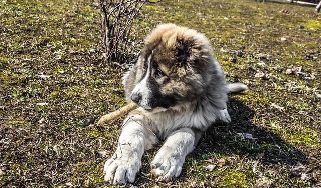高加索犬vs藏獒(高加索犬大战藏獒)-警犬训练器材厂家 _警犬训练用品_工作犬训练用品-南京开久警犬装备