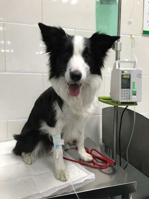 狗狗肺炎生命危险萌宠(狗狗肺炎有生命危险吗) - 警犬训练器材厂家 _警犬训练用品_工作犬训练用品-南京开久警犬装备-警犬训练器材厂家 _警犬训练用品_工作犬训练用品-南京开久警犬装备