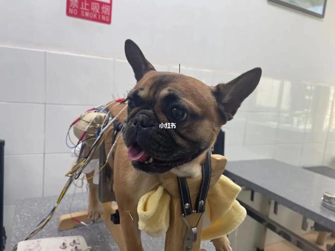 狗狗突然四肢无力瘫软(狗狗突然四肢无力瘫软抽搐)-警犬训练器材厂家 _警犬训练用品_工作犬训练用品-南京开久警犬装备