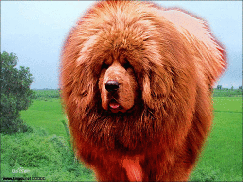 獒犬的形态特征-警犬训练器材厂家 _警犬训练用品_工作犬训练用品-南京开久警犬装备