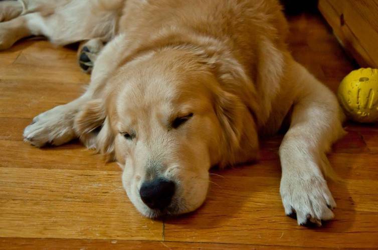 狗狗无精打采全身没力应该怎么办(狗狗耳朵冷全身无精打采的)-警犬训练器材厂家 _警犬训练用品_工作犬训练用品-南京开久警犬装备