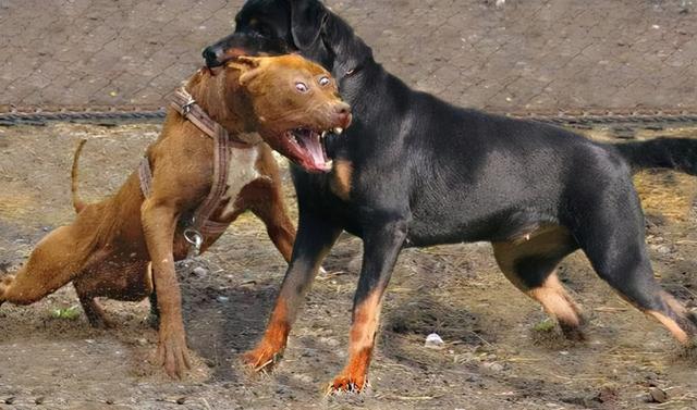 洛威拿犬，罗威纳犬幼崽多少钱一只-警犬训练器材厂家 _警犬训练用品_工作犬训练用品-南京开久警犬装备