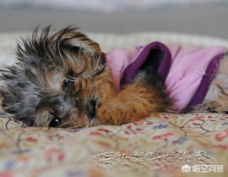 狗死前会向主人道别(狗死前会向主人道别托梦吗)-警犬训练器材厂家 _警犬训练用品_工作犬训练用品-南京开久警犬装备