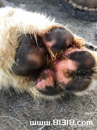 狗狗的脚凉是为什么(狗狗的脚为什么是凉的) - 警犬训练器材厂家 _警犬训练用品_工作犬训练用品-南京开久警犬装备-警犬训练器材厂家 _警犬训练用品_工作犬训练用品-南京开久警犬装备