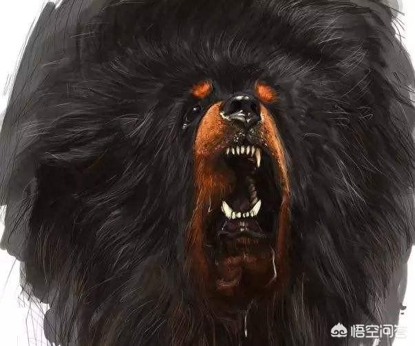 藏獒幼犬出售(藏獒 ***  幼犬出售)-警犬训练器材厂家 _警犬训练用品_工作犬训练用品-南京开久警犬装备