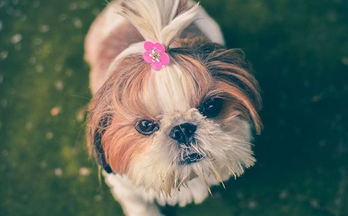 跳跳妹妹宠物狗的名字(跳跳的妹妹取什么名字好)-警犬训练器材厂家 _警犬训练用品_工作犬训练用品-南京开久警犬装备