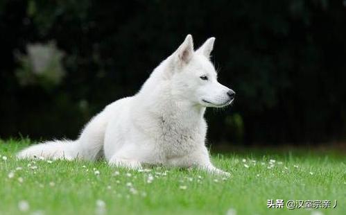 小狗出生假死怎么分辨(刚出生小狗假死和真死看舌头) - 警犬训练器材厂家 _警犬训练用品_工作犬训练用品-南京开久警犬装备-警犬训练器材厂家 _警犬训练用品_工作犬训练用品-南京开久警犬装备