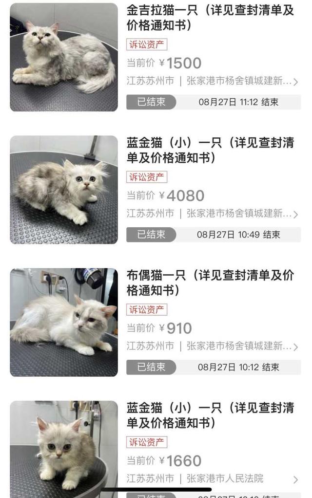 虎斑犬多少钱(虎斑猫多少钱一只)-警犬训练器材厂家 _警犬训练用品_工作犬训练用品-南京开久警犬装备