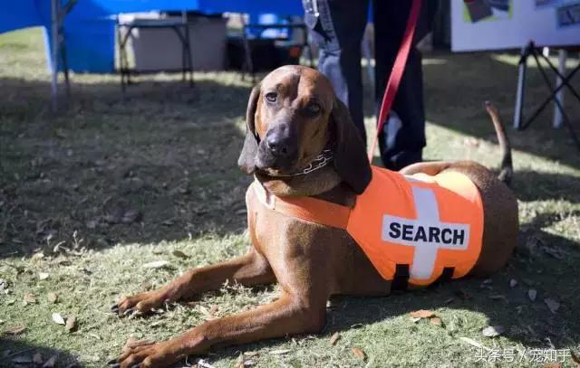 警犬品种大全(中国十大警犬品种 *** 大全)-警犬训练器材厂家 _警犬训练用品_工作犬训练用品-南京开久警犬装备