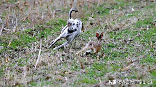 夜晚细狗撵兔技巧(夜晚细狗逮兔 *** ) - 警犬训练器材厂家 _警犬训练用品_工作犬训练用品-南京开久警犬装备-警犬训练器材厂家 _警犬训练用品_工作犬训练用品-南京开久警犬装备