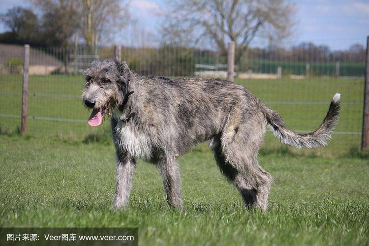爱尔兰猎狼犬介绍(爱尔兰猎狼犬杀狼 *** )-警犬训练器材厂家 _警犬训练用品_工作犬训练用品-南京开久警犬装备