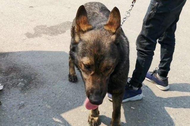 昆明有没有专门收狗的(昆明有没有狗学校)-警犬训练器材厂家 _警犬训练用品_工作犬训练用品-南京开久警犬装备