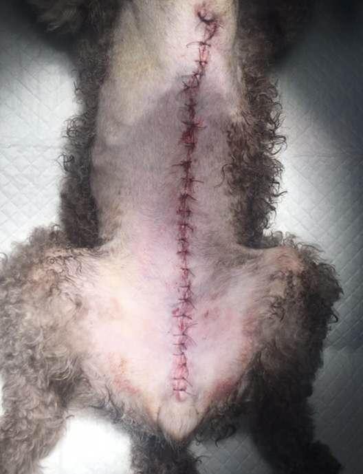 犬肛周腺瘤特效药(犬肛周腺瘤切除术) - 警犬训练器材厂家 _警犬训练用品_工作犬训练用品-南京开久警犬装备-警犬训练器材厂家 _警犬训练用品_工作犬训练用品-南京开久警犬装备