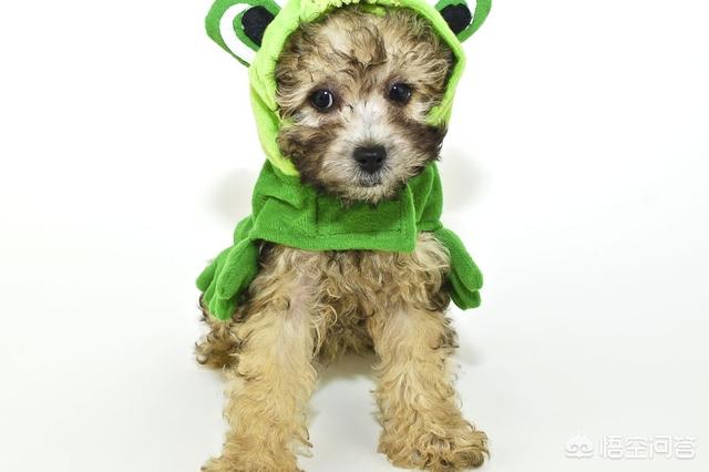 狗狗衣服(狗狗衣服 *** 大全)-警犬训练器材厂家 _警犬训练用品_工作犬训练用品-南京开久警犬装备