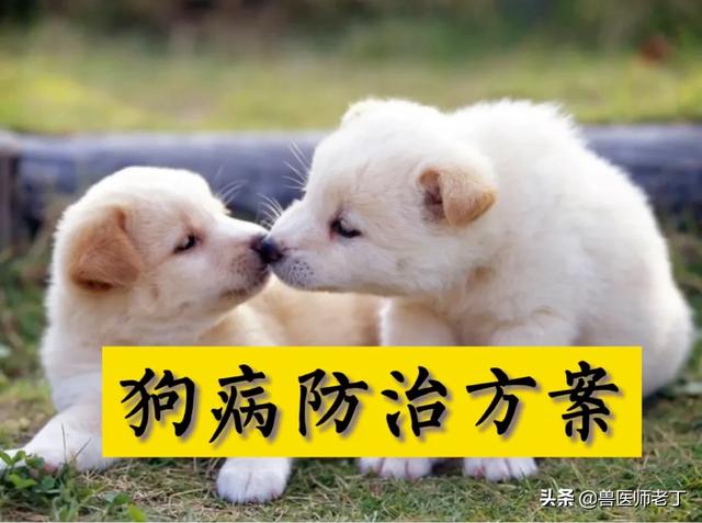犬瘟热治疗价格(犬瘟热什么症状,要怎么治疗)-警犬训练器材厂家 _警犬训练用品_工作犬训练用品-南京开久警犬装备