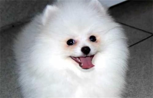 博美狗的寿命是多少年(博美犬寿命一般多少年)-警犬训练器材厂家 _警犬训练用品_工作犬训练用品-南京开久警犬装备