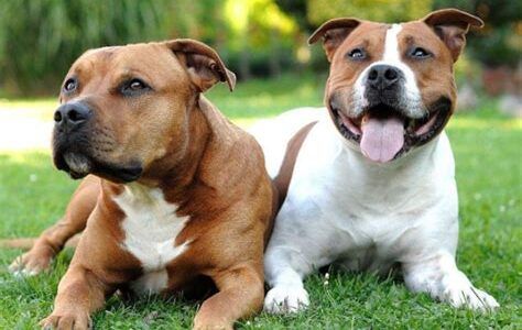 犬瘟热初期症状(犬瘟热能治好吗) - 警犬训练器材厂家 _警犬训练用品_工作犬训练用品-南京开久警犬装备-警犬训练器材厂家 _警犬训练用品_工作犬训练用品-南京开久警犬装备