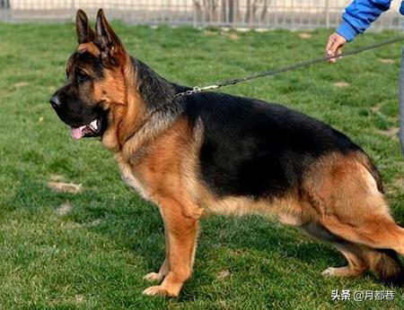 德牧犬多少钱一只(德牧犬多少钱一只幼犬纯种)-警犬训练器材厂家 _警犬训练用品_工作犬训练用品-南京开久警犬装备