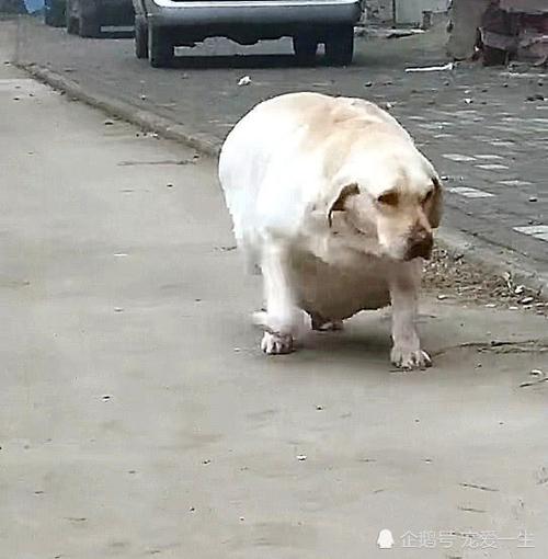 狗狗肚子很大还硬(狗狗肚子变得很大很硬)-警犬训练器材厂家 _警犬训练用品_工作犬训练用品-南京开久警犬装备