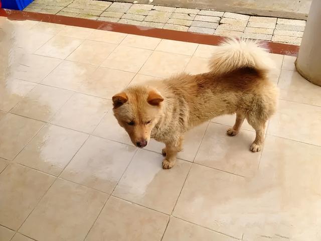 狗狗取什么名字？给宠物狗狗取名字大全-警犬训练器材厂家 _警犬训练用品_工作犬训练用品-南京开久警犬装备