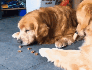 狗狗怎样才算开心(狗狗怎么样才算开心)-警犬训练器材厂家 _警犬训练用品_工作犬训练用品-南京开久警犬装备