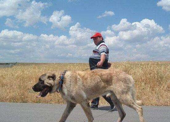 土耳其坎高犬(土耳其坎高犬资料)-警犬训练器材厂家 _警犬训练用品_工作犬训练用品-南京开久警犬装备