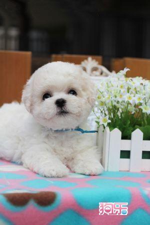 比熊狗怎么养？比熊饲养技巧全攻略-警犬训练器材厂家 _警犬训练用品_工作犬训练用品-南京开久警犬装备