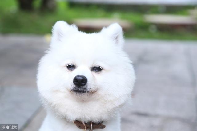 狗的寿命是多少年(泰迪狗的寿命是多少年)-警犬训练器材厂家 _警犬训练用品_工作犬训练用品-南京开久警犬装备