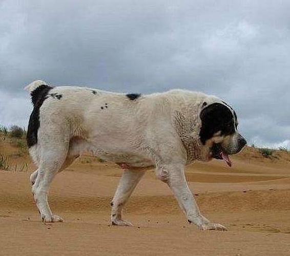 所有的狗都能杂交吗？-警犬训练器材厂家 _警犬训练用品_工作犬训练用品-南京开久警犬装备